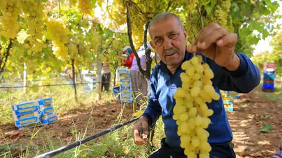 Sarıgöl’de üzüm üreticisi fiyat düşüşüyle zor durumda