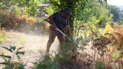 Aydın ve İzmir'de kestane hasadı için hazırlıklar başladı!