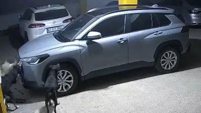 Trabzon’da 3 köpek, kediyi kovalarken SUV aracına zarar verdi