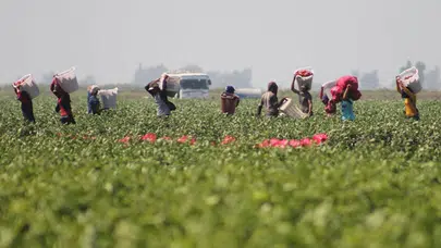 Asgari ücret yetmiyor: Akdeniz tarım işçileri grevde!