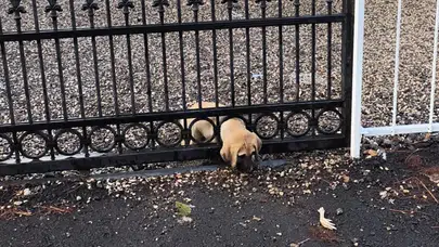 Hatay’da kapıya sıkışan yavru köpek itfaiye ekiplerince kurtarıldı