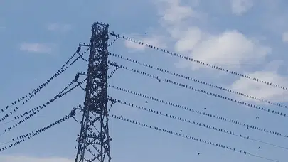 Göç yolundaki kırlangıçlar erzincan’da mola verdi