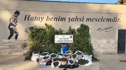 Hatay’da jandarmadan uyuşturucu operasyonu: 1.876 kök kenevir ele geçirildi