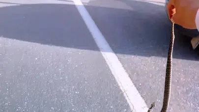 Kütahya’da emekli işçi ölümcül engerek yılanını eliyle yakaladı