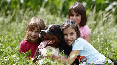 Hayvan Hakları Türkiye Platformu'ndan 9 Kasım çağrısı