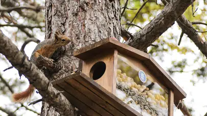 Kütahya’da sincap ve kuşlar için kış hazırlığı