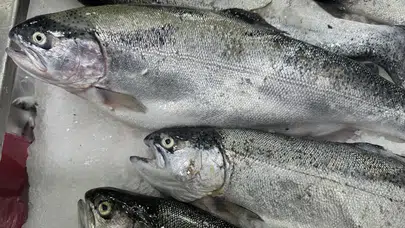 Artvin’den 67 ülkeye Türk Somonu ihracatı: Karadeniz’in lezzeti dünyayı sardı