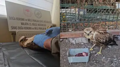 Sivas’ta tedavi edilen şahin doğaya salındı