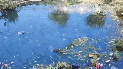 Adana’da sulama kanalında kirlilik ve su azlığı nedeniyle balıklar telef oldu
