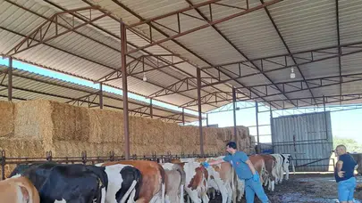 Söke’de şap hastalığı tespit edildi, hayvan hareketleri yasaklandı