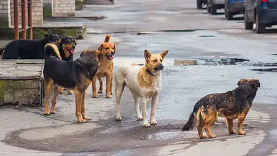 Divriği’de başıboş köpekler park halindeki otomobili parçaladı: 108 bin TL’lik zarar