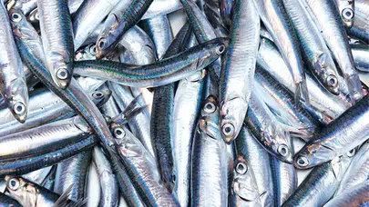 Samsunspor lider olunca hamsiyi 100 TL yerine 25 TL’den sattı