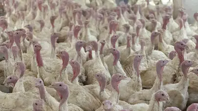 Bolu’da kuş gribi uyarısı