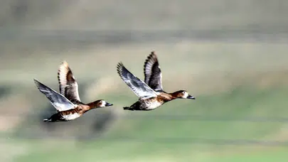 Erzincan’daki Ekşisu Sazlığı, göçmen kuşların sığınağı