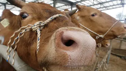 Uzmanlardan deli dana hastalığı uyarısı: Sakatattan bulaşıyor, ölümle sonuçlanıyor!