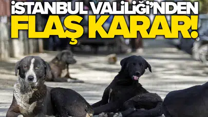 İstanbul’da sokak köpeklerini beslemek yasaklandı