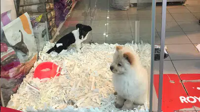 Petshoplara yeni düzenleme: Yaban hayvanı için çifte belge şartı getirildi