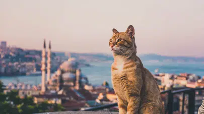 Catstanbul: İstanbul’un sokak kedileriyle kurduğu yüzyıllık bağ!