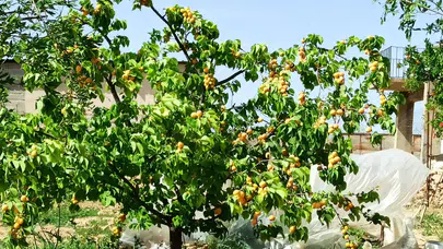 Malatya’da don raporu için protokol