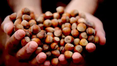 Düzce’de fındık ihracatı düştü