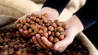 Fındık Fiyatı Kaç TL Oldu? 19 Aralık 2025 Cuma Fındık Fiyatı