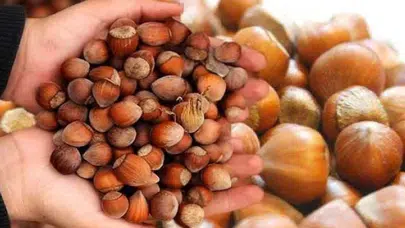 Yılın Son Günü Fındık Fiyatı Ne Kadar Oldu ve Beklentileri Karşılayabildi mi?