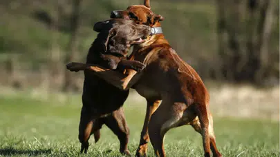 Nevşehir’de köpek dövüştüren 19 kişiye işlem başlatıldı