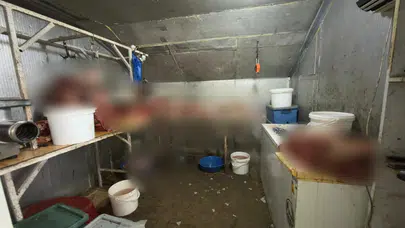 Eskişehir’de kaçak at kesimi baskını!