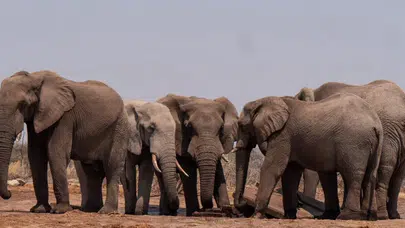 Hindistan'da fil sürüsü köye saldırdı: 4 kişi öldü!
