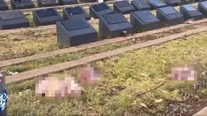 Müslüman mezarlığına domuz kafaları bırakıldı