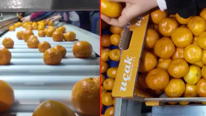 Türkiye’nin mandalina ihracatı tüm zamanların rekorunu kırdı