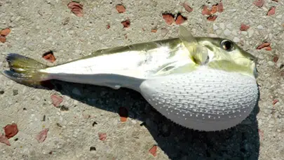 Antalya’da balon balığı avcılığıyla ekosistem korunuyor