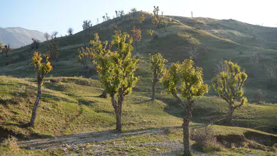 Muş’ta şaşırtan doğa olayı: Meşe ağaçları kış ortasında yeniden yeşerdi