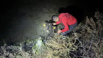 Hatay’da su kanalına buzağı düştü!