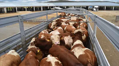 Tekirdağ'da hayvan sevkiyatına ceza: 2 kişi 134 bin lira ödeyecek!