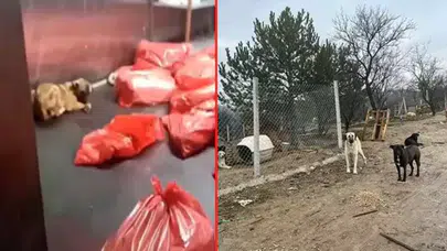 Barınakta çöp poşetlerindeki ölü köpekler için soruşturma başlatıldı