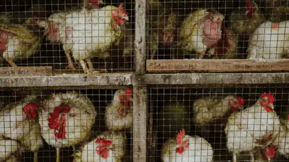 Tavuk kafesleri yasaklanıyor: İngiltere’den hayvan haklarında tarihi karar