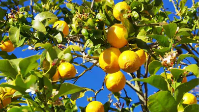 2025 Yılında Limon Fiyatları Neden Artış Gösterdi?