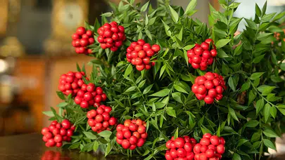 Kokina suya konur mu? Kokina buketi nasıl saklanmalı? İşte ilk günkü gibi saklamanın sırrı