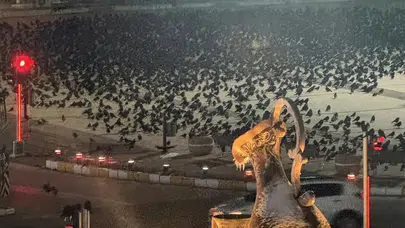 Erzincan'da karga istilası: Akşam saatlerinde sokağa çıkanlar dikkat!