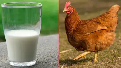 TÜİK açıkladı: Süt üretimi azaldı, tavuk eti arttı