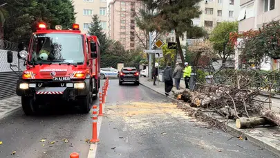 Kadıköy’de yola devrilen ağaç panik yarattı!