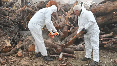 Manisa’da budanan dallar ihtiyaç sahiplerine dağıtılıyor