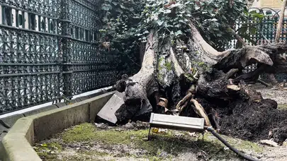 Eyüp Sultan Camii avlusundaki ağaç devrildi!