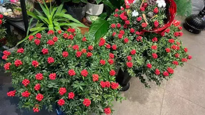 Kokina çiçeği neden sadece yılbaşında satılıyor? Gerçekten şans getiriyor mu?