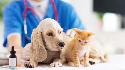 Evcil hayvan sahipleri dikkat! Mikroçip taktırmayanlara ceza geliyor