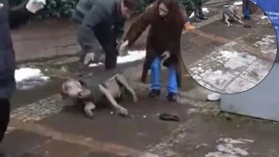 Kaldırımda yürüyen köpek elektrik akımına kapıldı