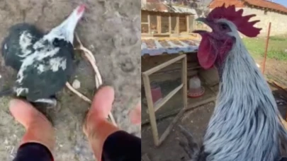 17 saniye öten horoz bayıldı! Videoya sosyal medyada ilgi yağdı