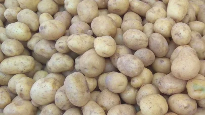Patates üreticisi çıkmazda: 850 bin ton patates çürümek üzere