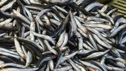 Hamsi fiyatları yüzde 60 düştü! Edirne’de 3 ton hamsi kısa sürede tükendi